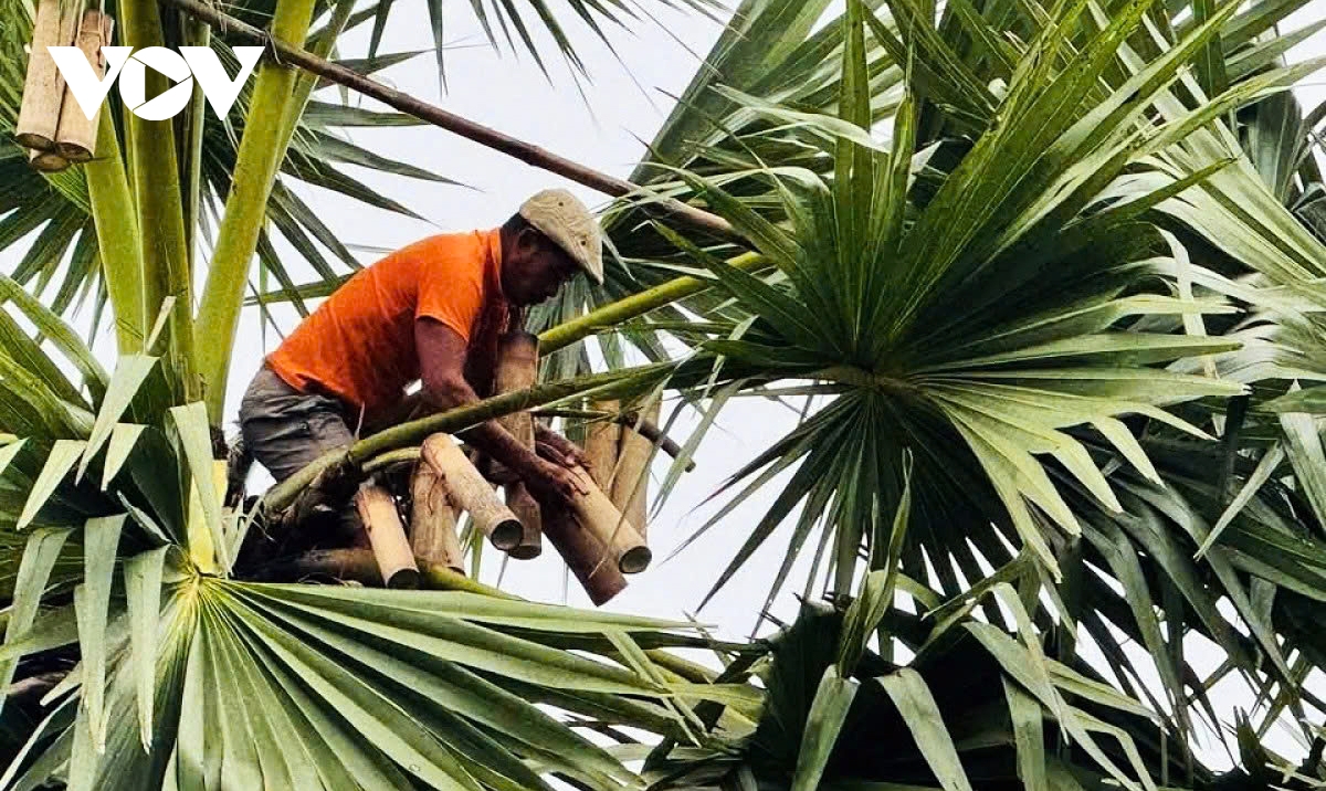 The hard life of toddy palm sugar makers in southern Vietnam